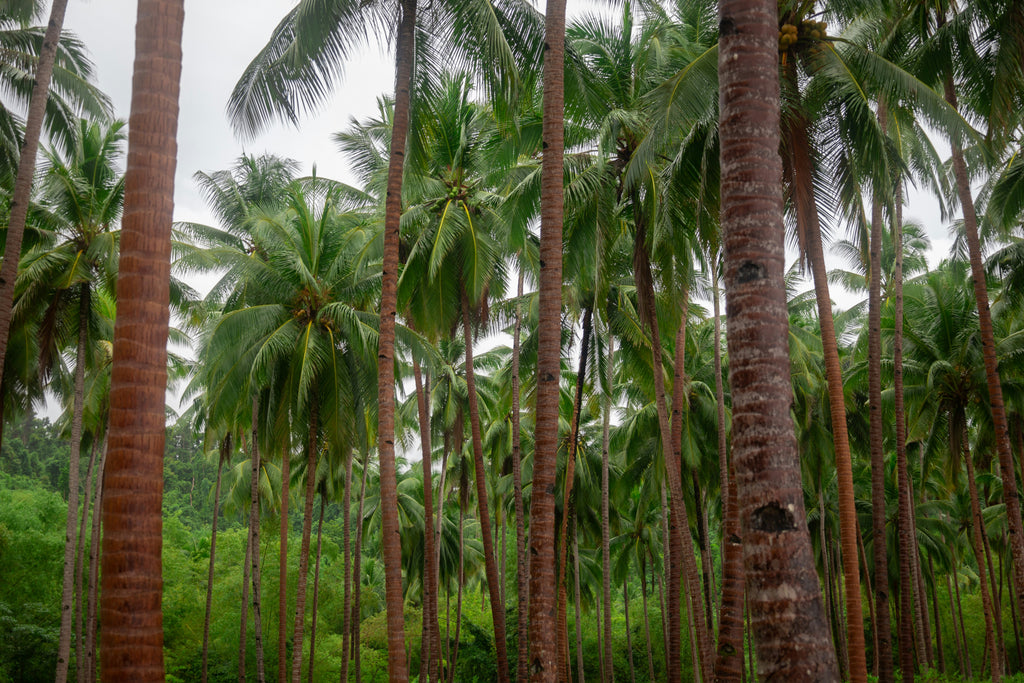 Palawan Complete Explorer 12 Days | Puerto Princesa · Port Barton · El Nido · Coron Nature