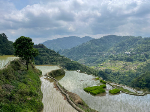 North Luzon Highland Escape 4 Days | Manila · Banaue · Sagada · Baguio